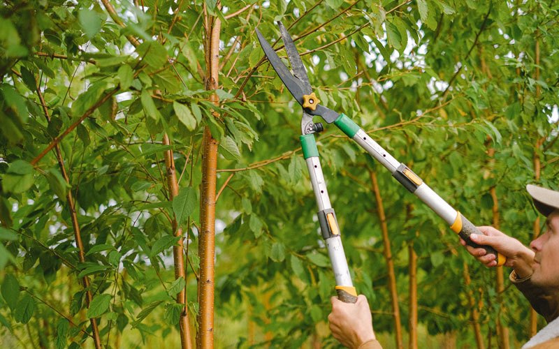 Tree trimming in Lancing, TN